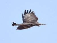 Maeusebussard (Buteo buteo) 28